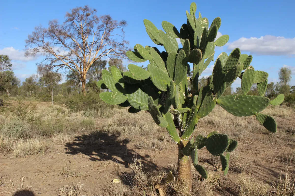 Insert image caption here!